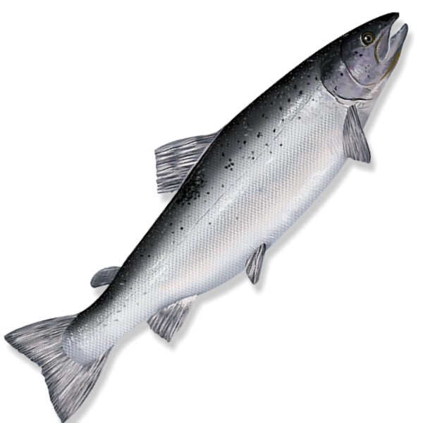Salmon Head On